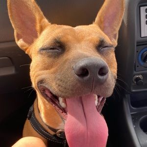 Meet your Posher, Heidi